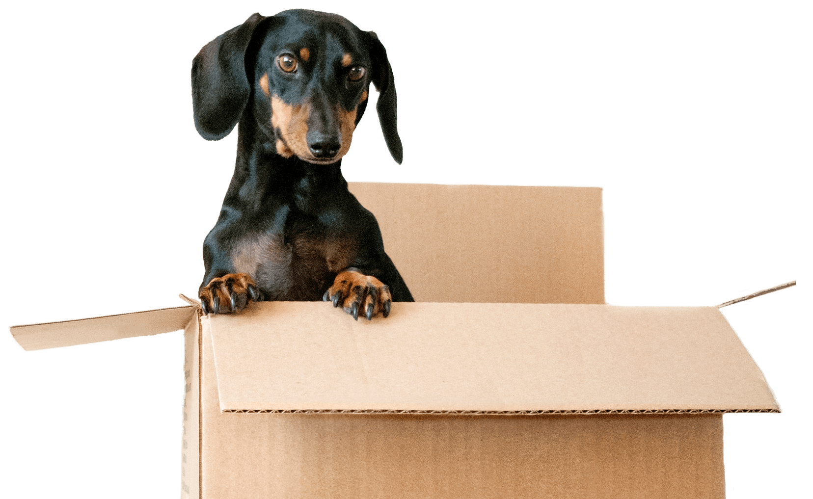 A cute dachshund climbing out of a cardboard storage box.